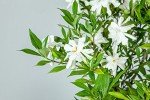 Frostproof Gardenia Live Plant in 1 Gallon Pot