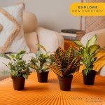 6-Pack Easy Care Indoor House Plants Set