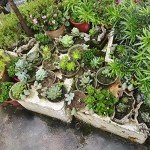 Cute Bird Flower Planter for Succulents