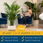 Majesty Palm Live Plant in Stylish Planter
