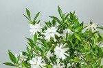 Frostproof Gardenia Live Plant in 1 Gallon Pot