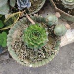 Cute Bird Flower Planter for Succulents
