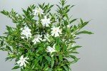 Frostproof Gardenia Live Plant in 1 Gallon Pot