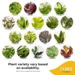 6-Pack Easy Care Indoor House Plants Set