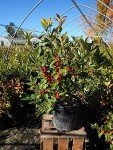 Winterberry Shrub 'Winter Red' with Bright Red Berries