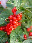 Winterberry Shrub 'Winter Red' with Bright Red Berries