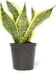 Live Snake Plant - Sansevieria trifasciata Superba