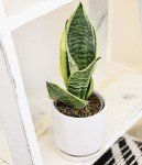 Live Snake Plant - Sansevieria trifasciata Superba