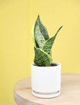 Live Snake Plant - Sansevieria trifasciata Superba