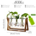 Wooden Stand Hydroponic Glass Terrarium Vase