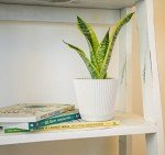 Live Snake Plant - Sansevieria trifasciata Superba