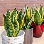 Live Snake Plant - Sansevieria trifasciata Superba