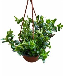 Goldfish Plant in 6-Inch Hanging Pot