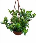 Goldfish Plant in 6-Inch Hanging Pot