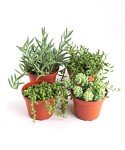 Succulent Collection: 4 Beautiful Varieties