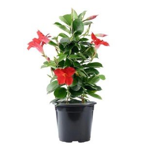 Red Dipladenia Bush - Always Blooming, 6-Inch Pot