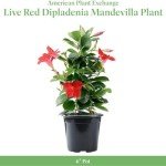 Red Dipladenia Bush - Always Blooming, 6-Inch Pot