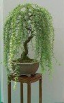 Thick Trunk Weeping Willow Bonsai Cutting