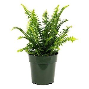 Kimberly Queen Fern Plant in 6" Pot
