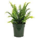 Kimberly Queen Fern Plant in 6" Pot