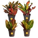 4-Pack Costa Farms Croton Houseplants for Home Decor