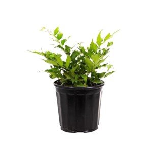 Holly Fern Live Plant - 1 Gallon Pot