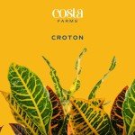 4-Pack Costa Farms Croton Houseplants for Home Decor