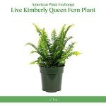Kimberly Queen Fern Plant in 6" Pot