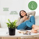 Holly Fern Live Plant - 1 Gallon Pot