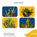 4-Pack Costa Farms Croton Houseplants for Home Decor