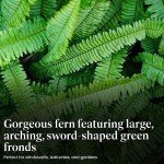 Kimberly Queen Fern Plant in 6" Pot