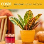 4-Pack Costa Farms Croton Houseplants for Home Decor