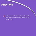 Bonide Insect Control Granules - 4 lbs Water Resistant