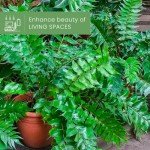 Holly Fern Live Plant - 1 Gallon Pot