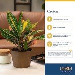 4-Pack Costa Farms Croton Houseplants for Home Decor
