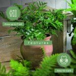 Holly Fern Live Plant - 1 Gallon Pot