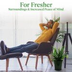 Kimberly Queen Fern Plant in 6" Pot