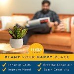 4-Pack Costa Farms Croton Houseplants for Home Decor