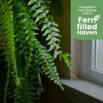 Holly Fern Live Plant - 1 Gallon Pot