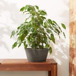 10-Inch Dark Charcoal Shallow Bulb Planter