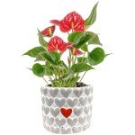 Anthurium Live Plant in Charming Pot - 10-12 Inches
