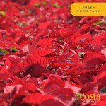 Anthurium Live Plant in Charming Pot - 10-12 Inches