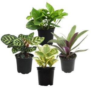 Indoor Houseplant Set: 4 Live Plants in Pots
