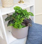 Indoor Houseplant Set: 4 Live Plants in Pots