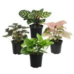Indoor Houseplant Set: 4 Live Plants in Pots