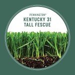 Pennington Kentucky 31 Tall Fescue Grass Seed 7 lb