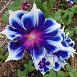 100 Morning Glory Seeds for a Vibrant Garden