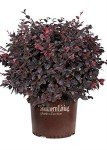 Red Diamond Compact Loropetalum Plant - 2.5 Qt