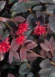 Red Diamond Compact Loropetalum Plant - 2.5 Qt