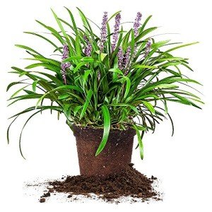 Royal Purple Liriope Plant with Fertilizer & Guide